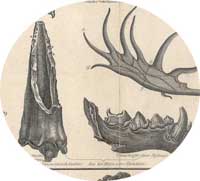 Hyena jaw